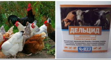 Jak používat deltsid pro kuřata podle pokynů, jeho složení a dávkování